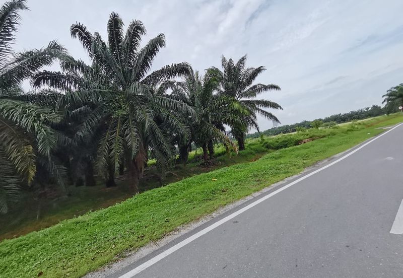 Kuala Selangor agricultural land for sale 