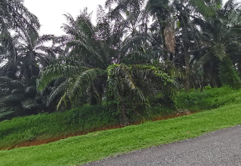 Kuala Selangor agricultural land for sale 