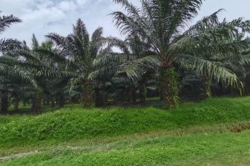 Kuala Selangor agricultural land for sale 