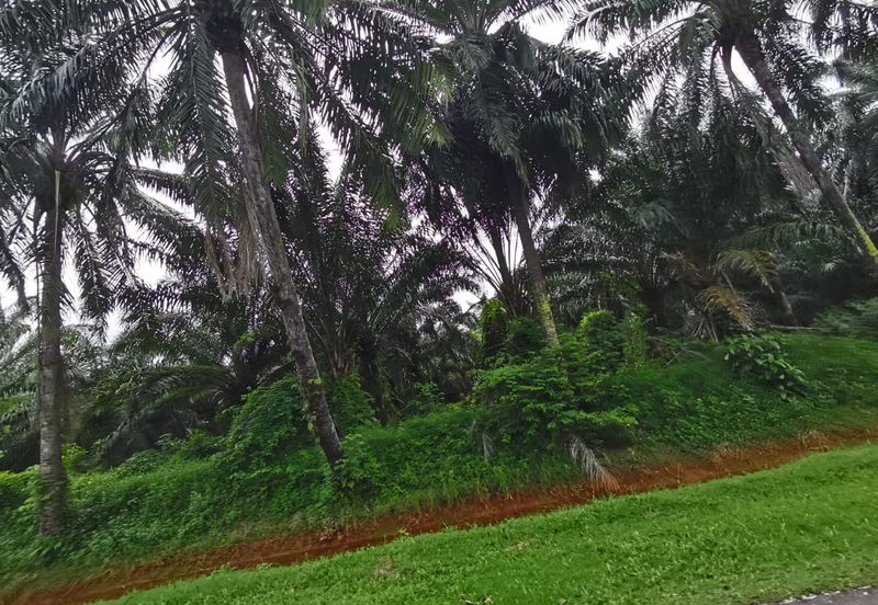 Kuala Selangor agricultural land for sale 