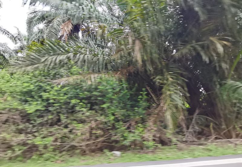 Johol Kuala Pilah Negeri Sembilan agricultural land for sale 