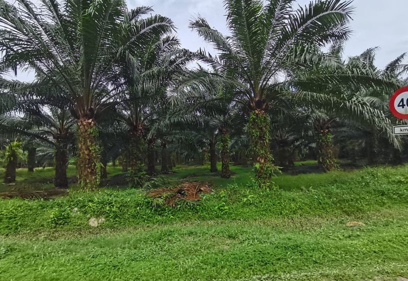 Johol Kuala Pilah Negeri Sembilan agricultural land for sale 