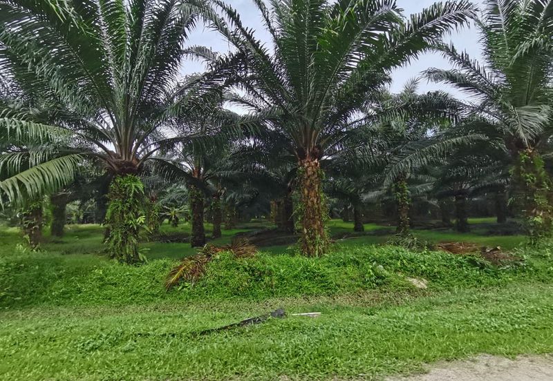 Johol Kuala Pilah Negeri Sembilan agricultural land for sale 