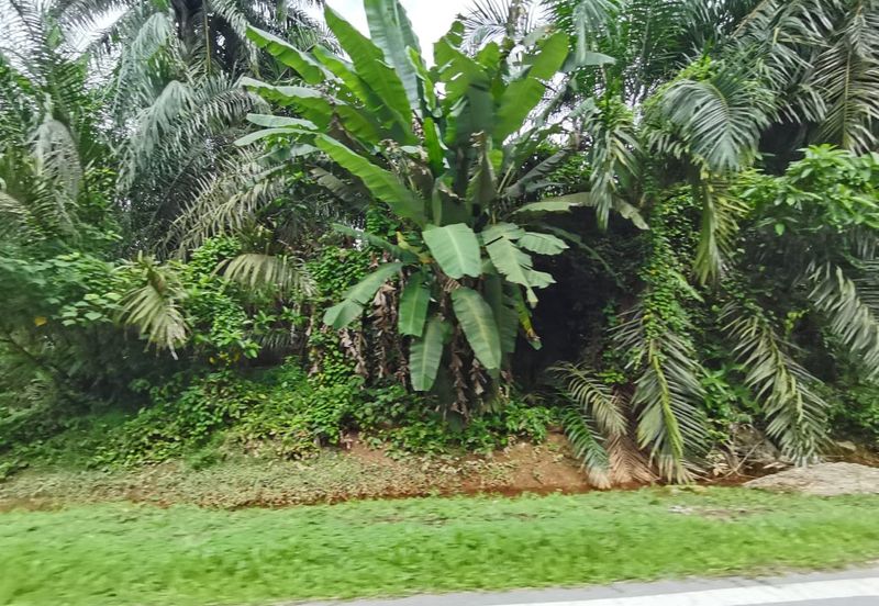 Johol Kuala Pilah Negeri Sembilan agricultural land for sale 