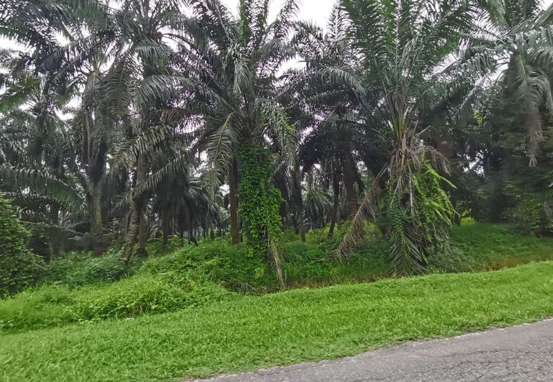 Johol Kuala Pilah Negeri Sembilan agricultural land for sale 