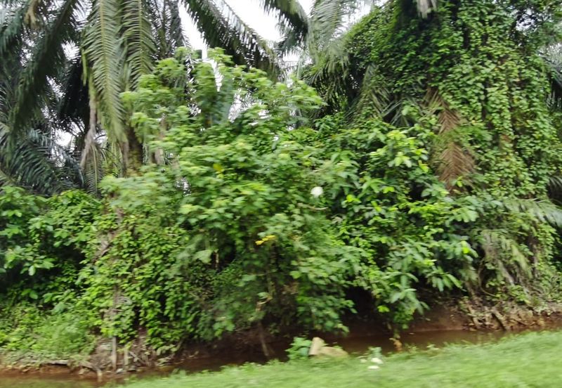 Johol Kuala Pilah Negeri Sembilan agricultural land for sale 