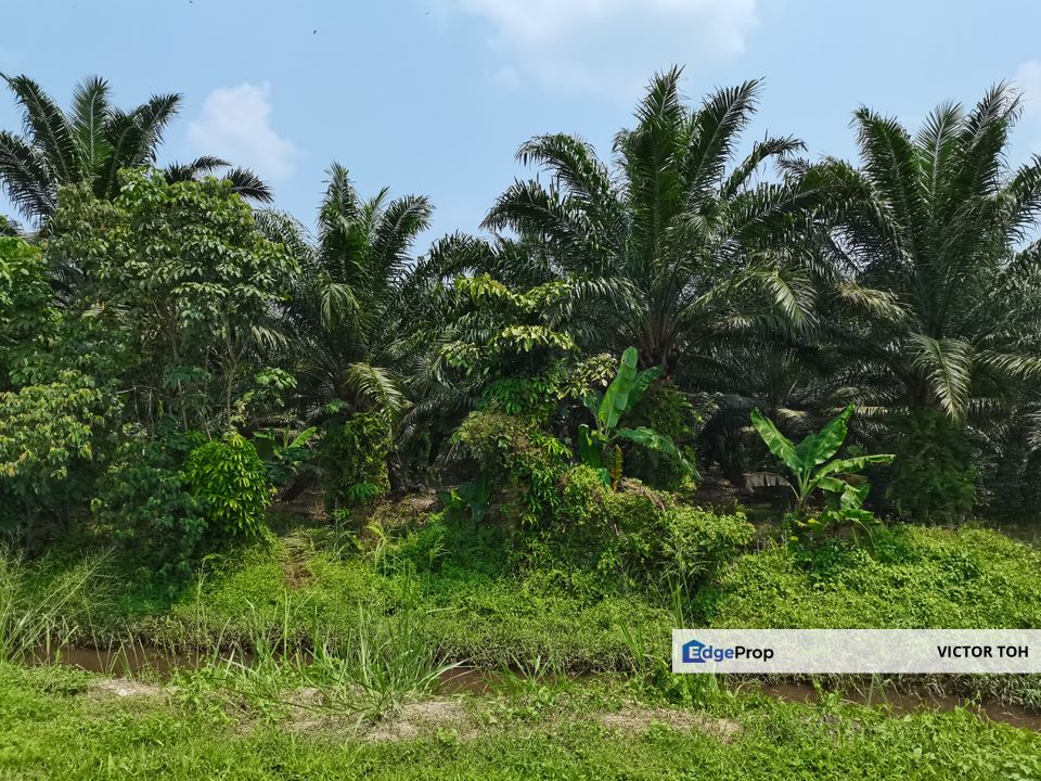Agriculture land and commercial land for sale neighbour Malaysia Vision Valley near KLIA , Negeri Sembilan, Port Dickson