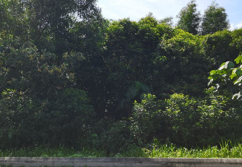 Bandar Banting agriculture land for sale 