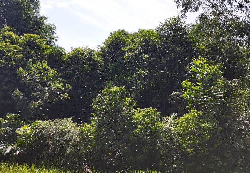 Bandar Banting agriculture land for sale 