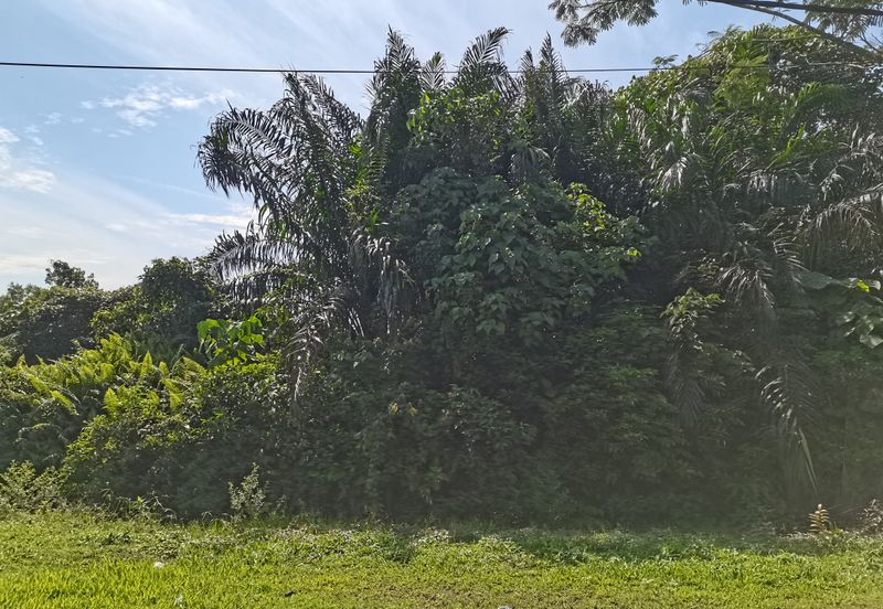 Bandar Banting agriculture land for sale 