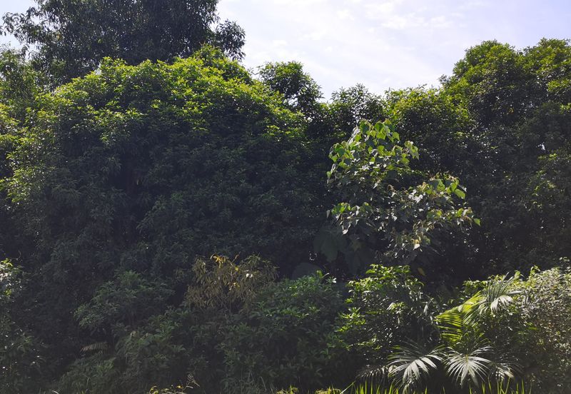 Bandar Banting agriculture land for sale 