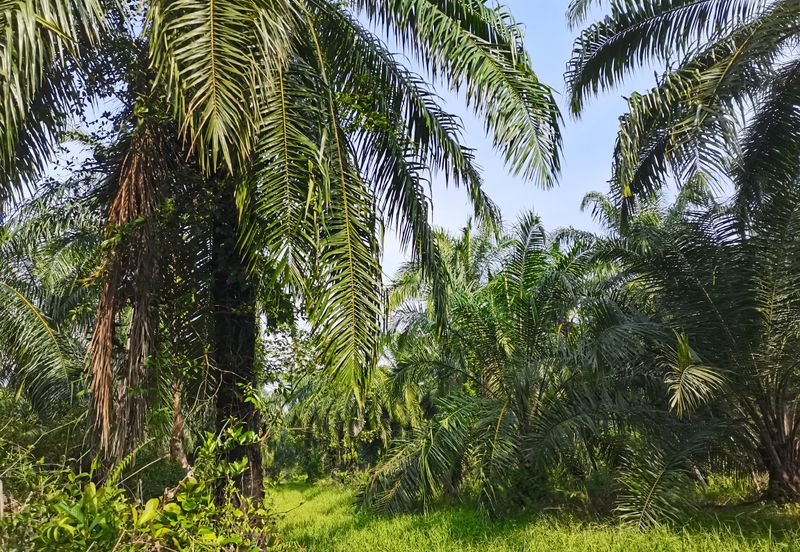 Telok Panglima Garang
