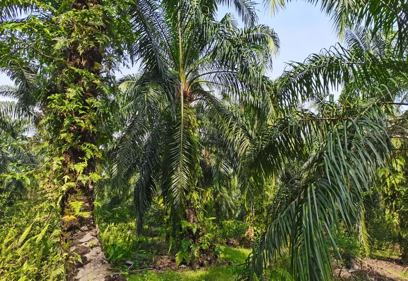 Telok Panglima Garang