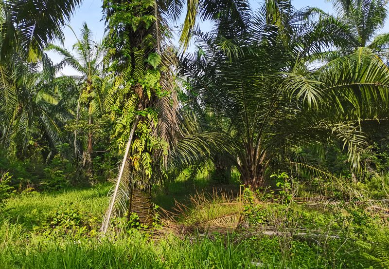 Telok Panglima Garang