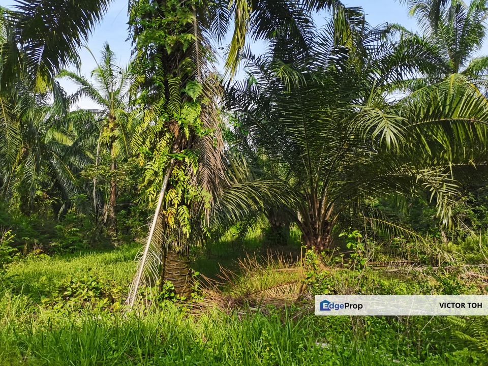 Agricalture land for sale Telok Panglima Garang near Jenjarom Kuala Langat , Selangor, Kuala Langat