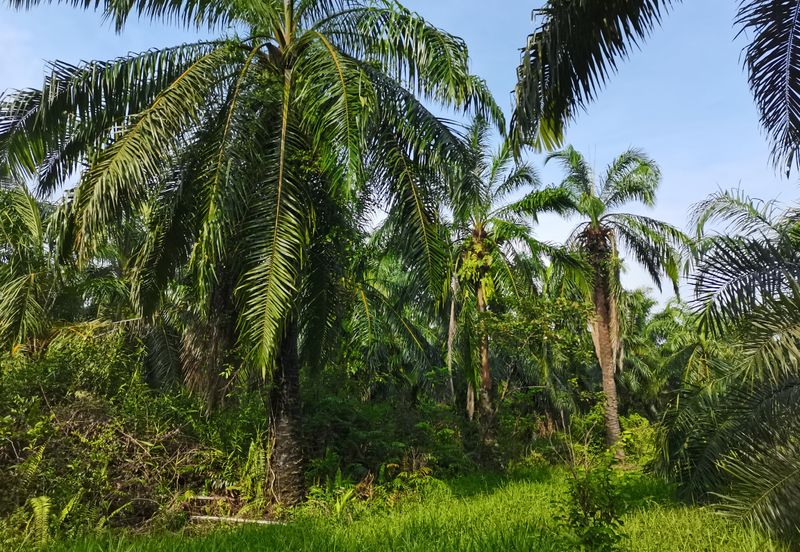 Telok Panglima Garang