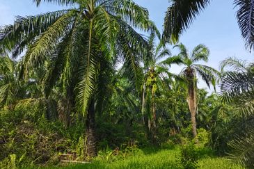 Telok Panglima Garang