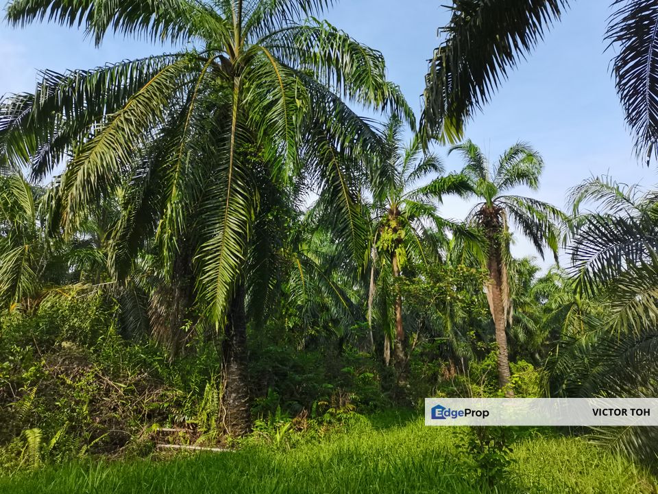 Agricalture land for sale Telok Panglima Garang near Jenjarom Kuala Langat , Selangor, Kuala Langat