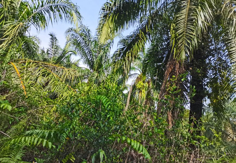 Telok Panglima Garang