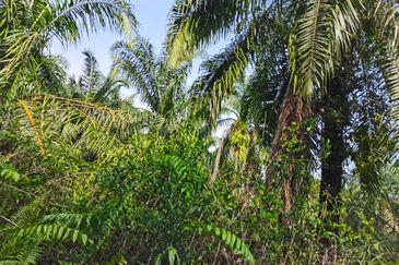 Telok Panglima Garang