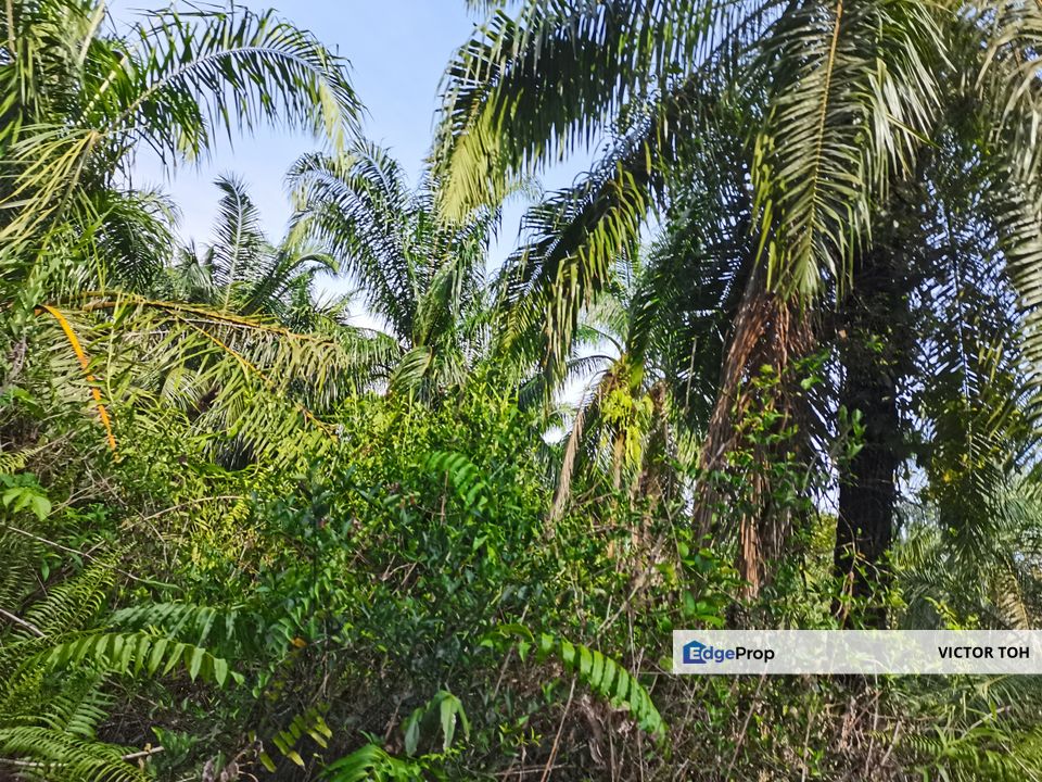 Agricalture land for sale Telok Panglima Garang near Jenjarom Kuala Langat , Selangor, Kuala Langat