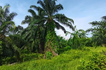 Telok Panglima Garang