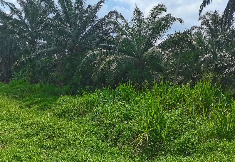 Telok Panglima Garang