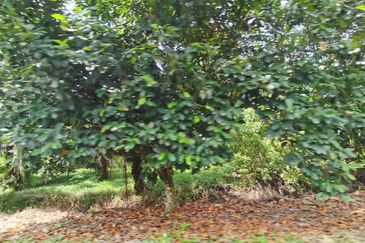 Kampung Bukit Lanchung