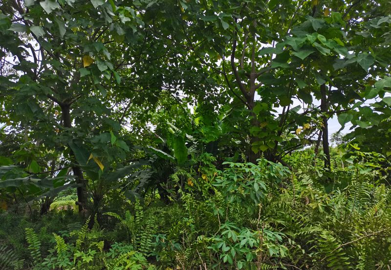 Kampung Bukit Lanchung