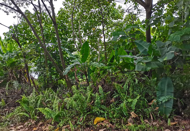 Kampung Bukit Lanchung