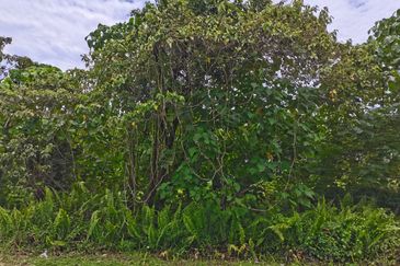 Kampung Bukit Lanchung