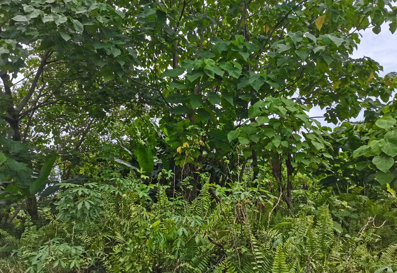 Kampung Bukit Lanchung