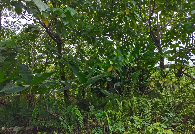 Kampung Bukit Lanchung