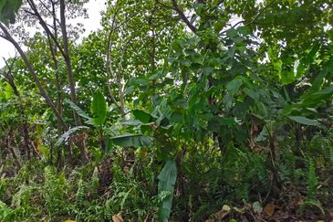 Kampung Bukit Lanchung