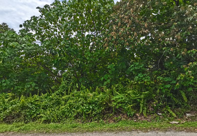 Kampung Bukit Lanchung