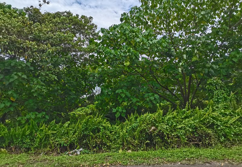 Kampung Bukit Lanchung