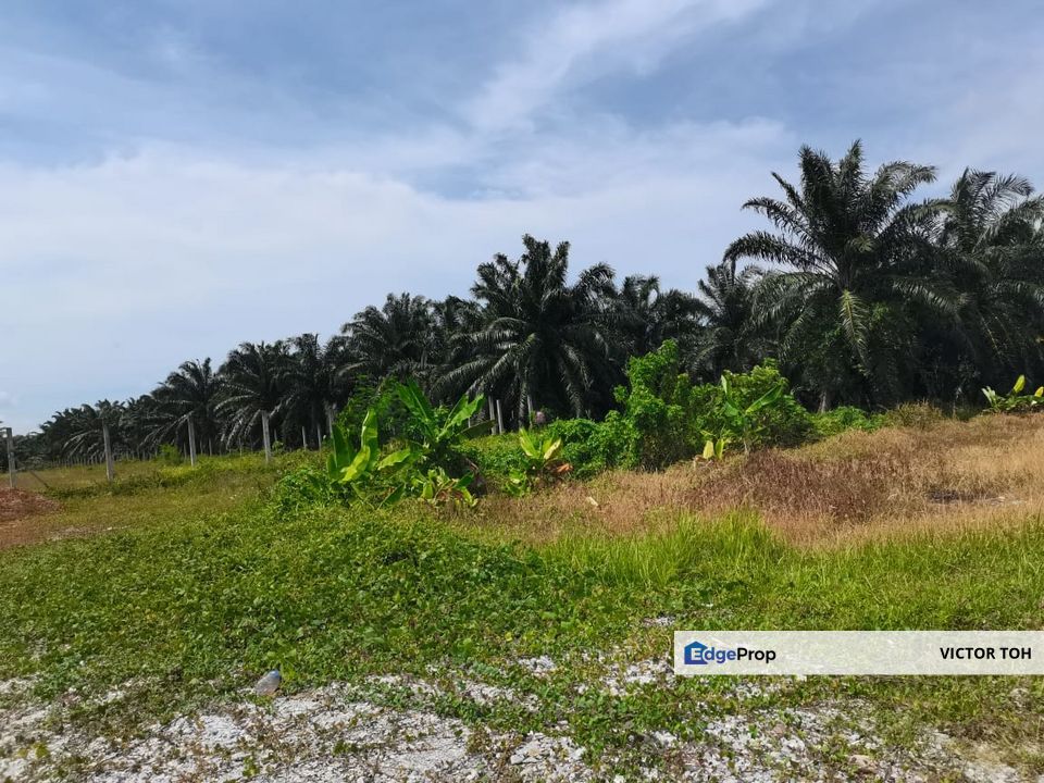 Agriculture land Bukit Selambau Sungai Petani Kuala Muda for sale , Kedah, Sungai Petani