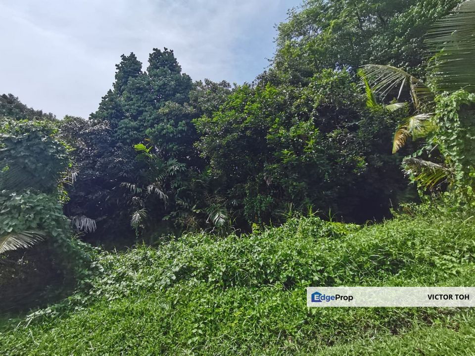 Jalan Pantai Jelebu palm oil estate for sale , Negeri Sembilan, Seremban