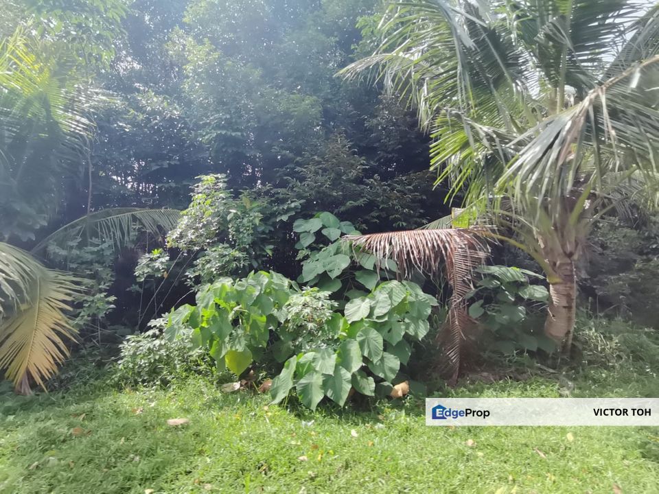 Jalan Pantai Jelebu palm oil estate for sale , Negeri Sembilan, Seremban