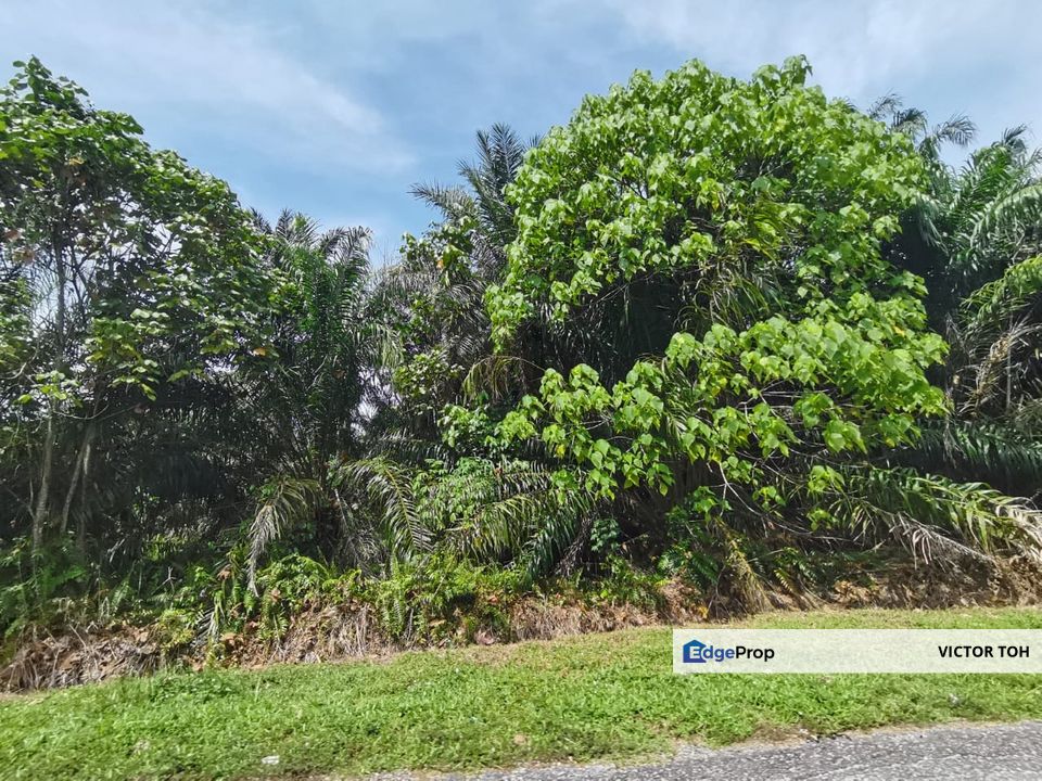 Jalan Pantai Jelebu palm oil estate for sale , Negeri Sembilan, Seremban