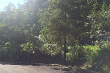 RAINFOREST SANCTUARY