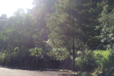 RAINFOREST SANCTUARY