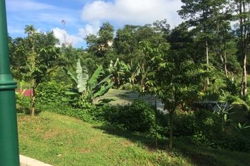 RAINFOREST SANCTUARY