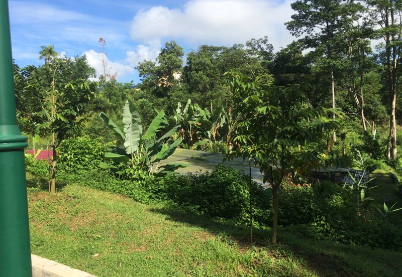 RAINFOREST SANCTUARY