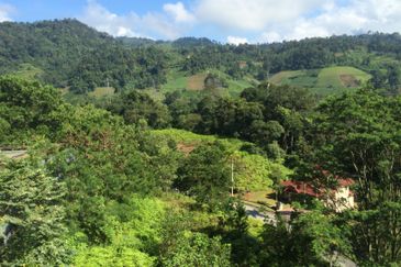 RAINFOREST SANCTUARY