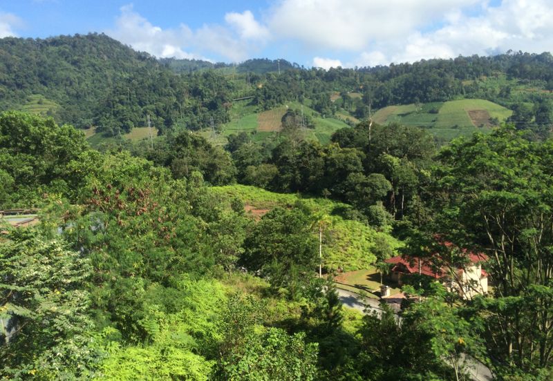 RAINFOREST SANCTUARY