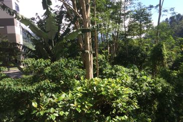 RAINFOREST SANCTUARY