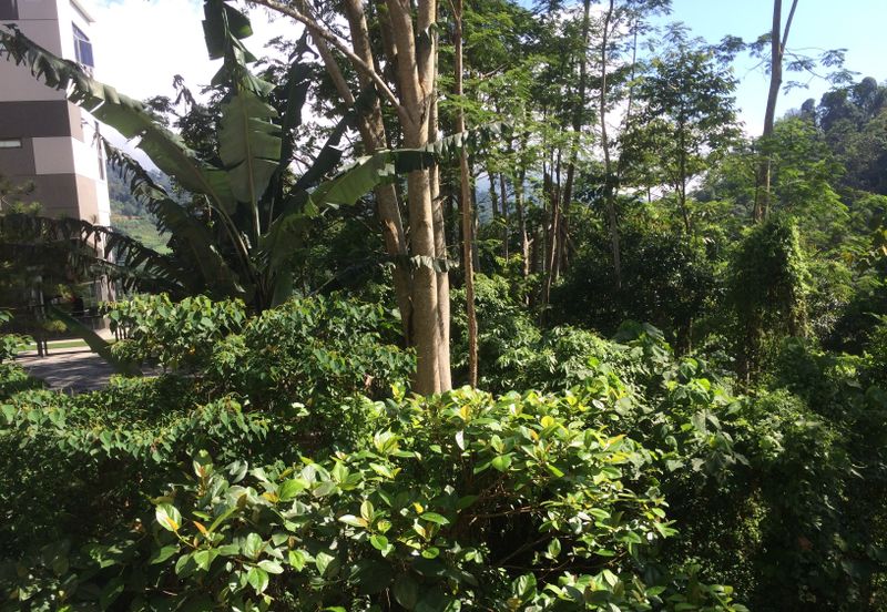 RAINFOREST SANCTUARY