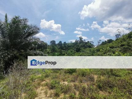 10Acres Freehold Agriculture Land Manjung Lumut Setiawan, Perak, Lumut