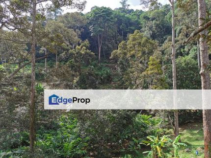 16.65 Acres Hilly Farm with Agarwood Bukit Relau Balik Pulau, Penang, Balik Pulau